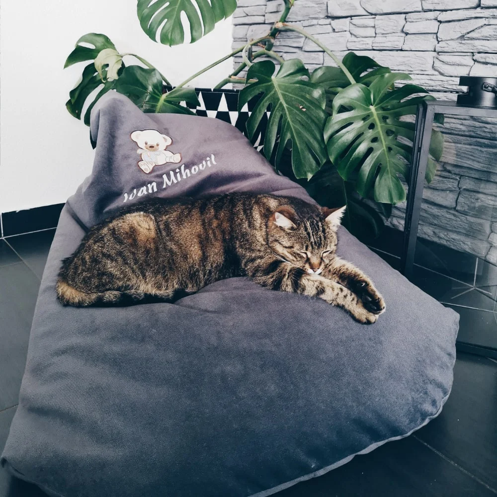 Slatka mačka leži u personaliziranoj vreći za sjedenje i uživa